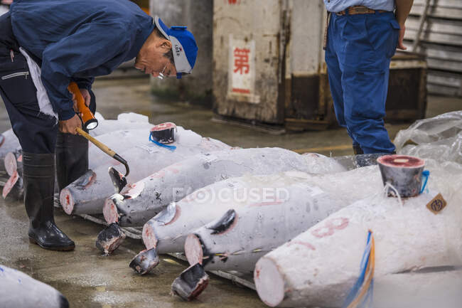 Mann inspiziert Thunfisch auf dem Tsukiji-Fischmarkt in Tokio / Japan — Stockfoto