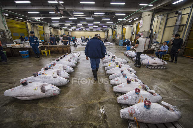 Hombre inspeccionando atún en el mercado de pescado de Tsukiji en Tokio / Japón - foto de stock