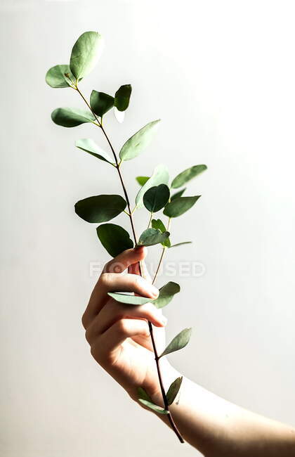 Рука женщины, держащей ветку с листьями — стоковое фото