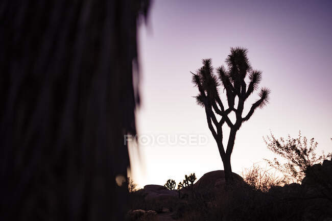 Joshua silhouette d'arbre au coucher du soleil en Californie — Photo de stock