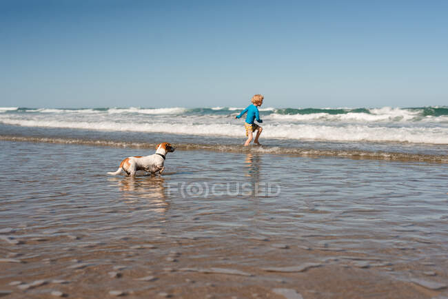 Pequeño perro viendo a un niño jugando en olas en la playa en Nueva Zelanda - foto de stock