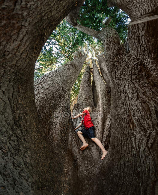 Vista de baixo da criança aventureira escalando uma grande árvore na Nova Zelândia — Fotografia de Stock