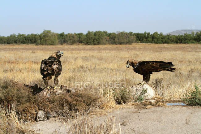 Spanish Imperial Eagle male  and five years old female — Stock Photo