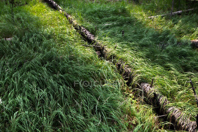 Зелена трава в лісі на фоні природи — стокове фото