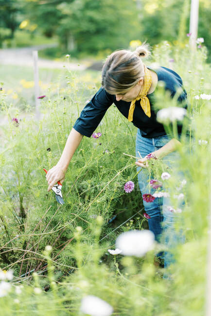 Millennial woman working at her flower farm collecting cosmos flowers — Stock Photo