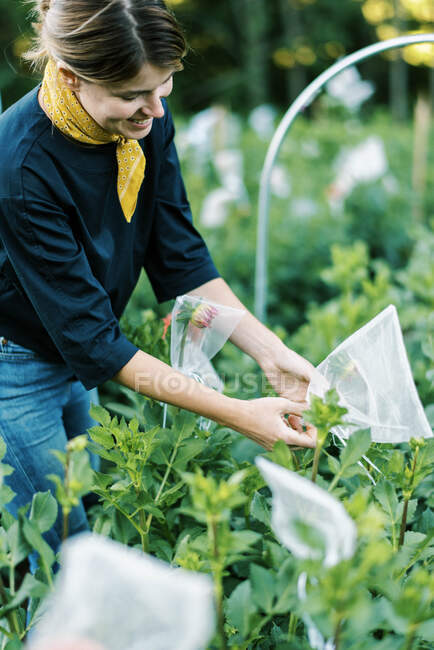Photo d'une femme ensachant des bourgeons de dahlia sur sa ferme biologique — Photo de stock