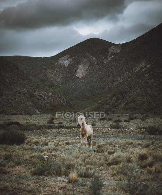 Cavalo nas montanhas no fundo da natureza — Fotografia de Stock
