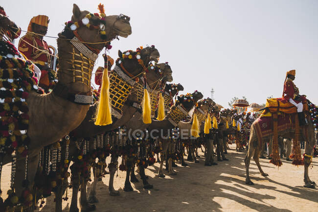 Grupo de camellos decorados con sus jinetes Rajasthani hombre en el Festival del Desierto de Jaisalmer - foto de stock