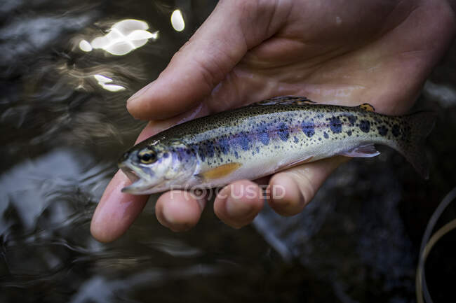 Mão segurando um peixe no fundo da natureza — Fotografia de Stock