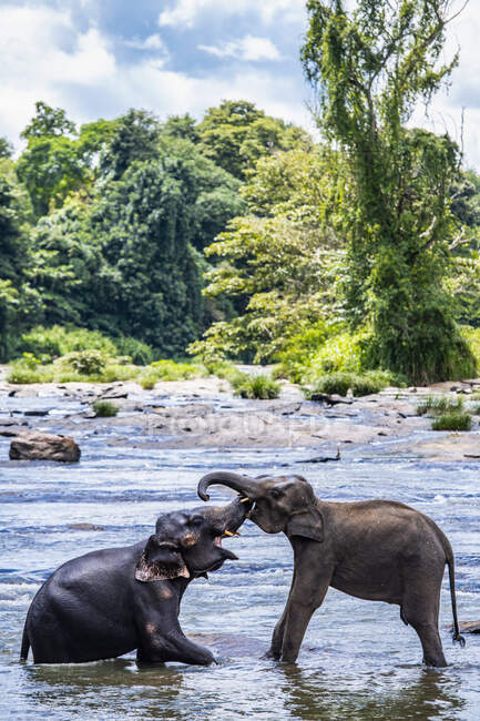 Dois elefantes asiáticos se unindo no santuário aninmal em Pinnawala — Fotografia de Stock