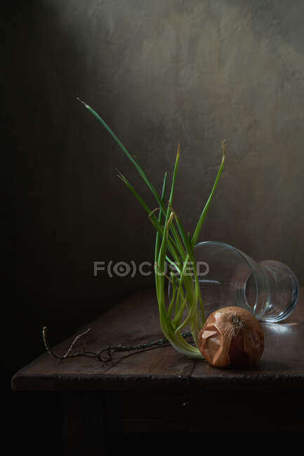 Still life with sprouted onions close up — Stock Photo