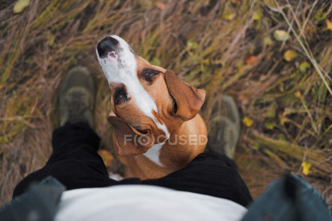 Dog sitting at the feet of a human and looks up, pov shot — Stock Photo