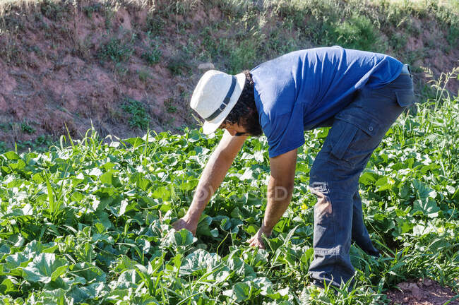Homem colombiano, curvado no jardim, procurando as melancias. — Fotografia de Stock