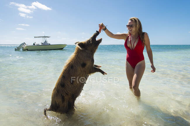 Fröhliche junge Frau füttert Schwein am Strand mit Karotte — Stockfoto