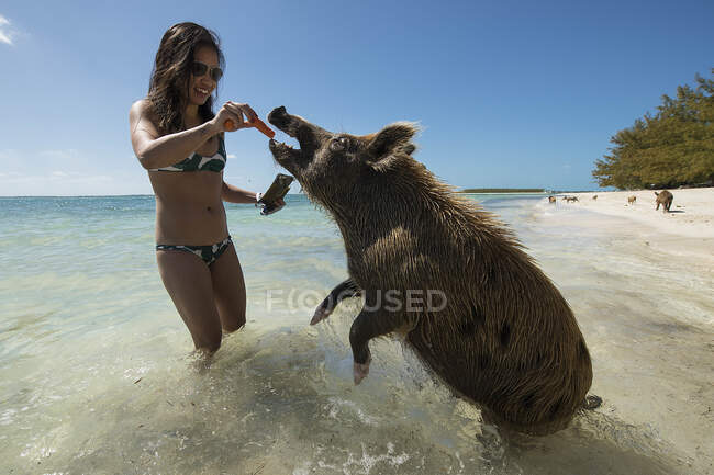 Молодая женщина кормит свиней морковью на пляже во время летних каникул — стоковое фото