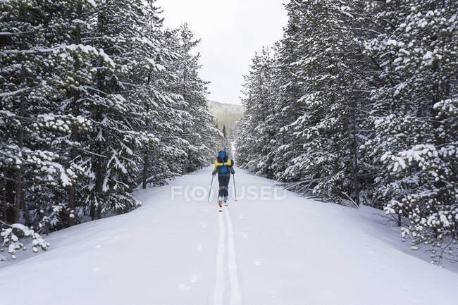 Visão traseira do caminhante feminino splitboarding em terra coberta de neve em meio a árvores — Fotografia de Stock