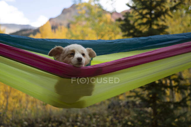 Cão descansando na rede na floresta — Fotografia de Stock