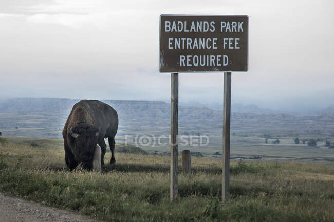 Un Bison Badlands Park itinerante - foto de stock