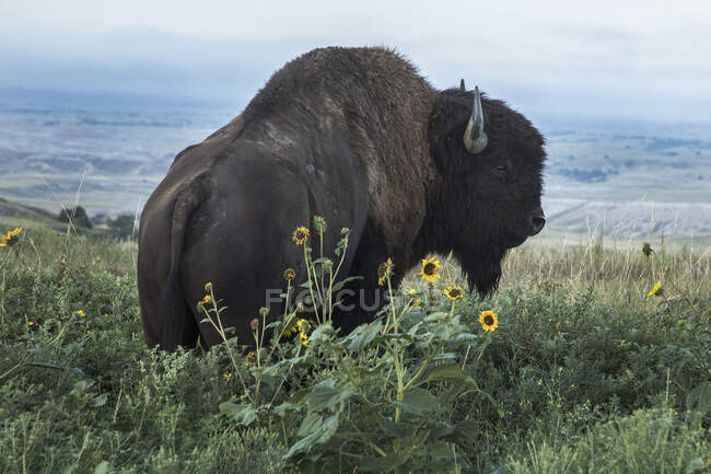 A closeup shot of a bison in the savannah of the utah — Stock Photo