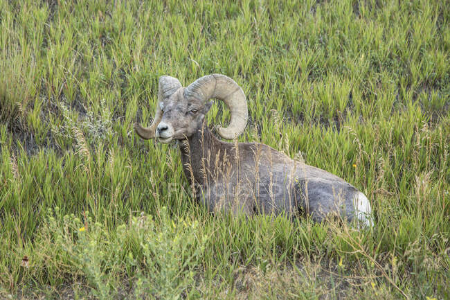 Um Ram Basking em Aberto — Fotografia de Stock