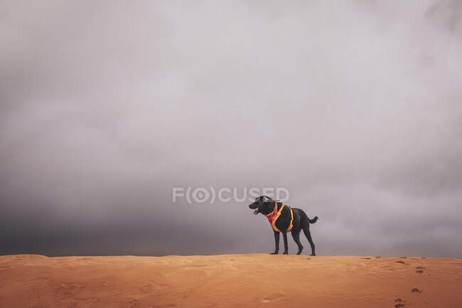 Красивий пейзаж собаки на пустелі — стокове фото