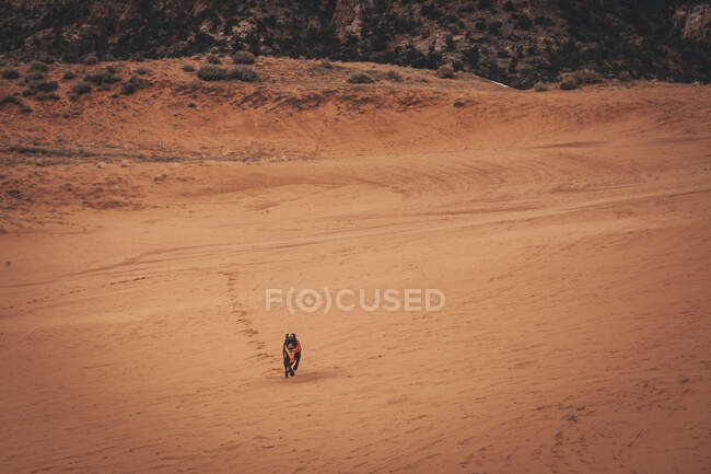 The beautiful landscape of a dog on the desert — Stock Photo