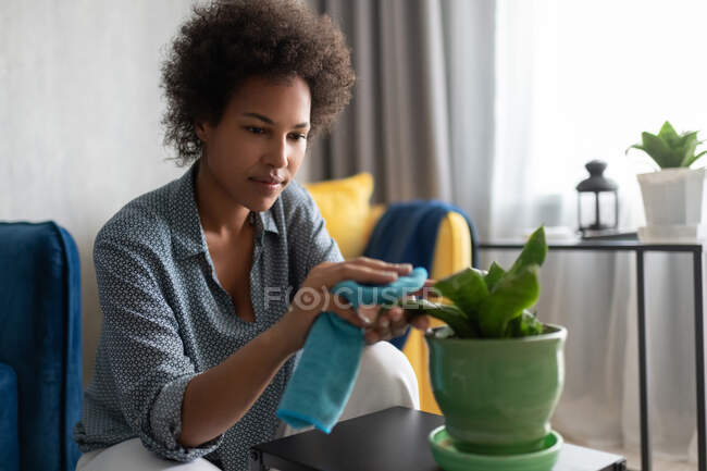 Ethnique femme au foyer essuyant des feuilles de plante verte exotique tout en rangeant appartement — Photo de stock
