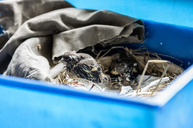 Funny chick sitting in nest in container — Stock Photo