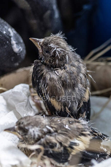 Lindo polluelo pequeño sentado en el nido en el centro de rescate de aves - foto de stock