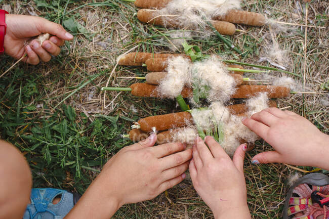 Close-up de crianças coletando feixes de cattails fofos juntos — Fotografia de Stock