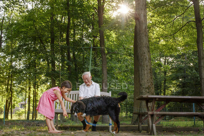 Una niña y su abuelo juegan con un perro de la familia afuera en el sol - foto de stock
