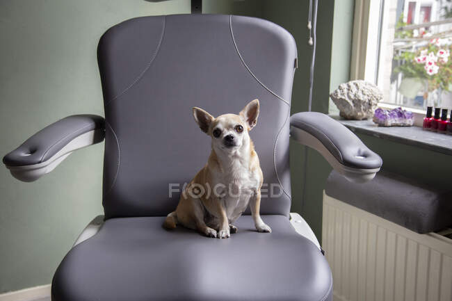 Un simpatico cane chihuahua su una sedia grigia — Foto stock