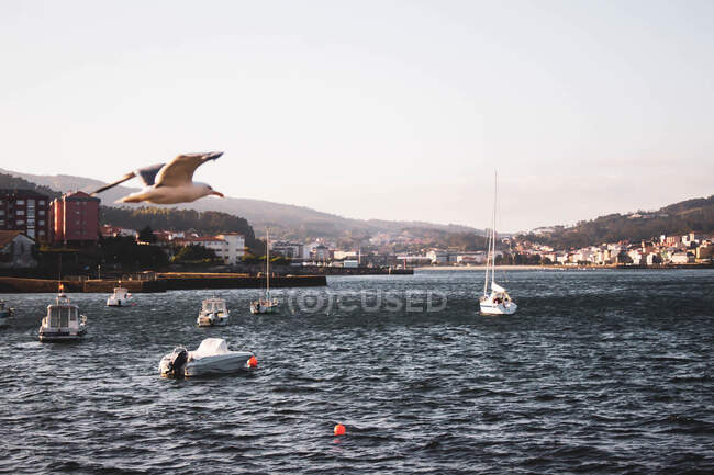 Boats in the harbor with seagull flying — Stock Photo