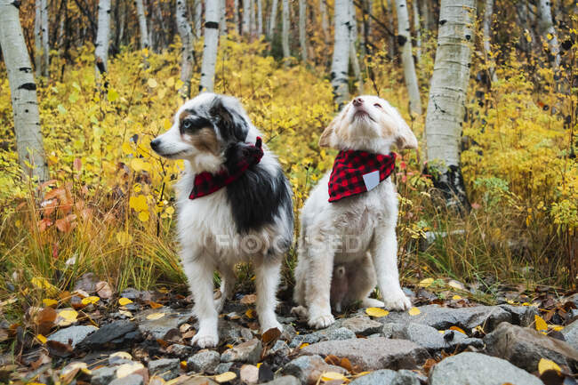 Perros en bandanas en el bosque durante el otoño - foto de stock
