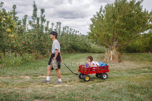 Ein Vater zieht ein kleines Kind in einem roten Wagen durch einen Apfelgarten — Stockfoto