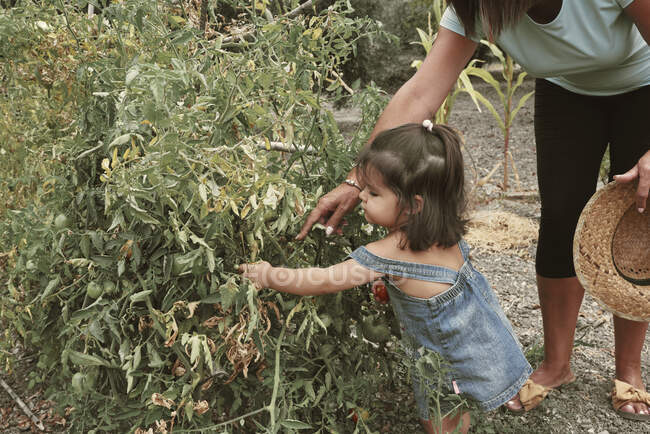 Une petite fille cueillant des tomates dans le jardin — Photo de stock