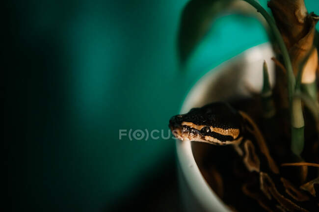 Perto de uma cobra verde em um fundo preto — Fotografia de Stock