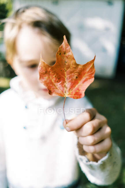 Little boy standing in yard while holding up an orange red maple leaf — Stock Photo