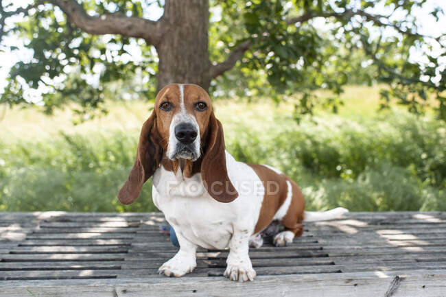 Cute dog walking  in the park — Stock Photo