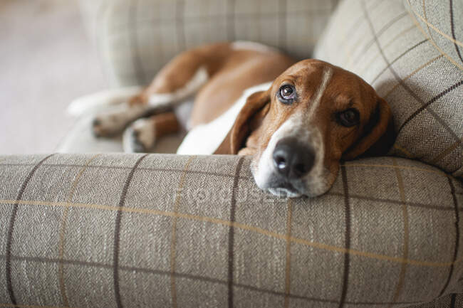 Netter Hund liegt auf dem Sofa — Stockfoto