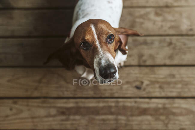 Милая собака, глядящая вверх на пол — стоковое фото