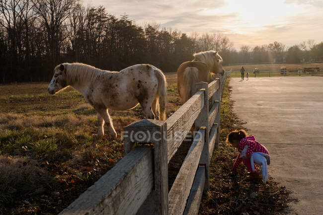 Little girl playing near horses fenced in pasture — Stock Photo