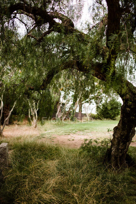 Avvicinamento dell'albero al parco — Foto stock