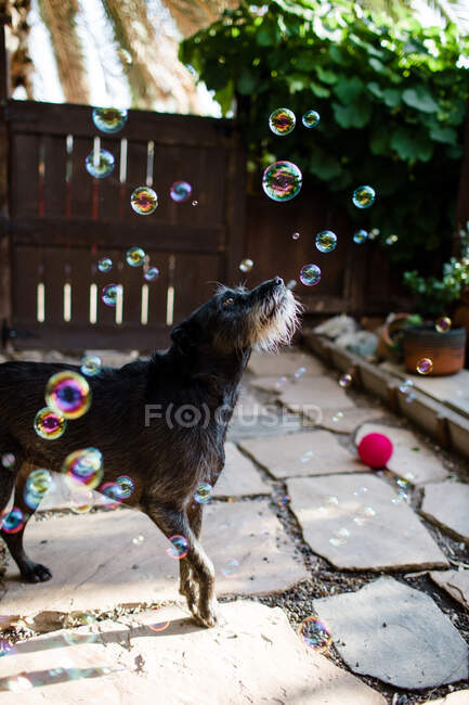 Cute black dog with soap bubbles in backyard — Stock Photo