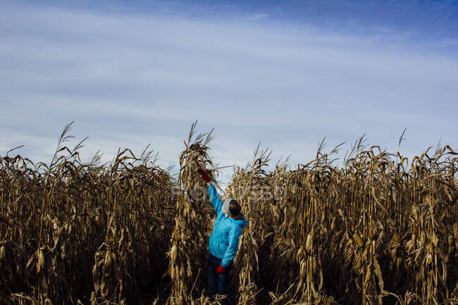 Menina no campo de milho em um dia nublado. — Fotografia de Stock