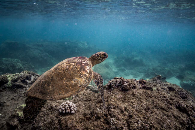 Sea turtle under water, underwater shot — Stock Photo