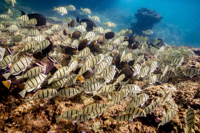 Récif corallien de mer et poissons tropicaux — Photo de stock