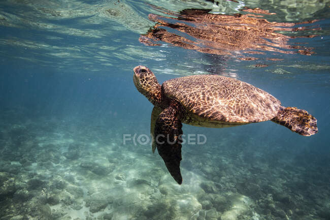 Морская черепаха под водой, под водой выстрел — стоковое фото