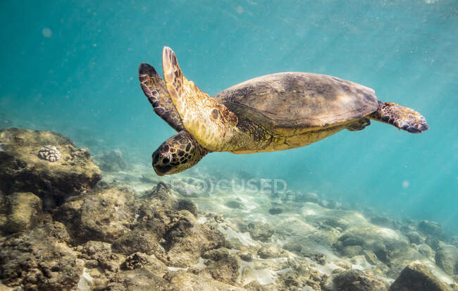 Tartaruga marina sott'acqua, colpo subacqueo — Foto stock