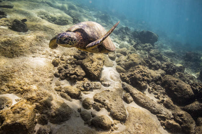 Tartaruga marinha debaixo de água, tiro subaquático — Fotografia de Stock